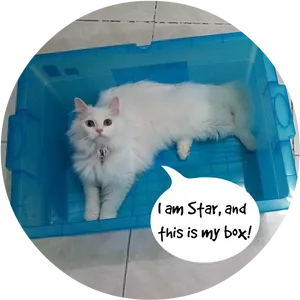 Fluffy White Cat In Blue Box Meme PNG image
