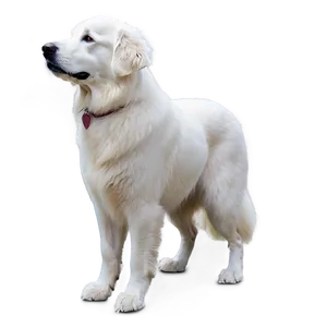 Fluffy White Great Pyrenees PNG 85 PNG