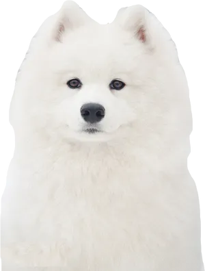 Fluffy White Samoyed Dog Portrait PNG