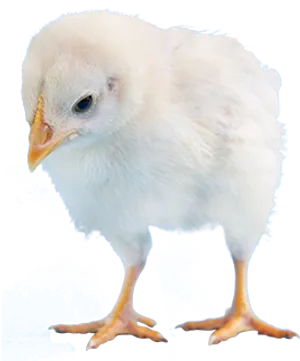 Fluffy Yellow Chick Isolated.png PNG image