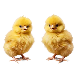 Fluffy Yellow Chick PNG Xmy PNG