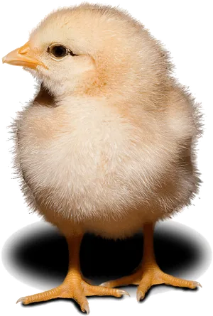 Fluffy Yellow Chick Standing PNG image