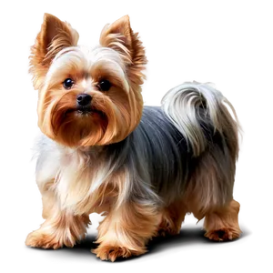 Fluffy Yorkie Pet PNG 53 PNG