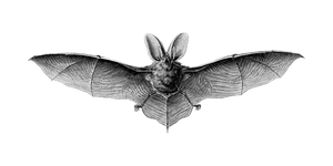 Flying Bat Black Background