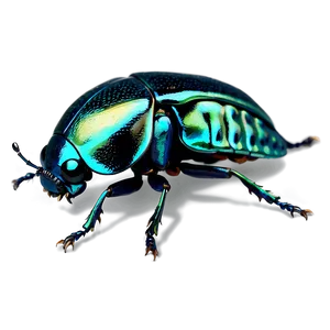 Flying Beetle Picture PNG Bxx73 PNG