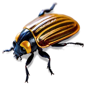 Flying Beetle Picture PNG Nbe PNG