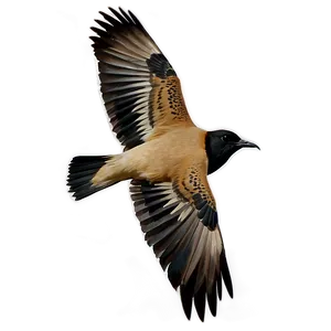 Flying Bird Transparent PNG 05032024
