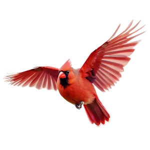 Flying Cardinal Bird PNG 06252024