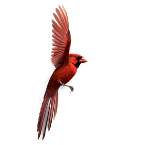 Flying Cardinal Bird PNG Vfy2