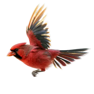 Flying Cardinal Png 05242024 PNG image