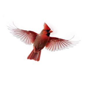 Flying Cardinal Png 87 PNG image