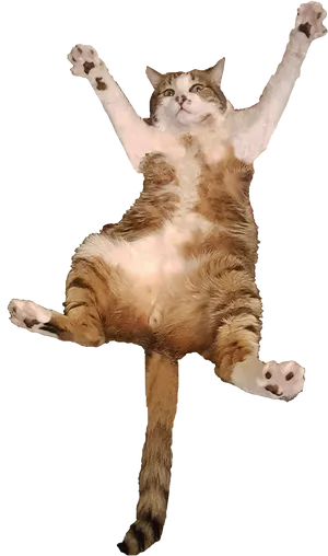 Flying Cat Mid Air Jump PNG image