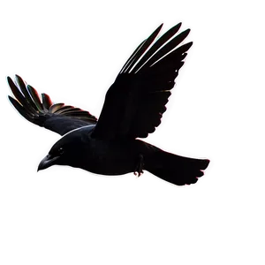 Flying Crow PNG 05232024