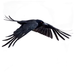 Flying Crow PNG 3