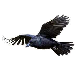 Flying Crow PNG 30