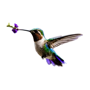 Flying Hummingbird Png 05212024 PNG image