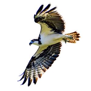 Flying Osprey With Prey PNG 06292024