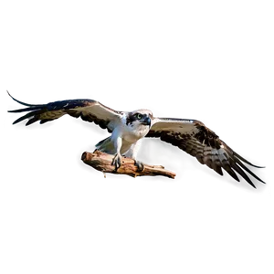 Flying Osprey With Prey PNG 55