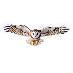 Flying Owl Png Wsr16 PNG image