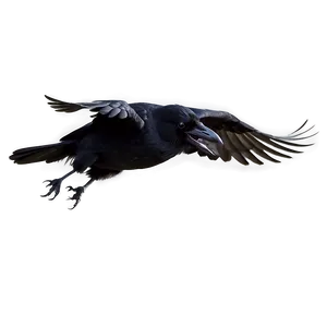 Flying Raven PNG 34