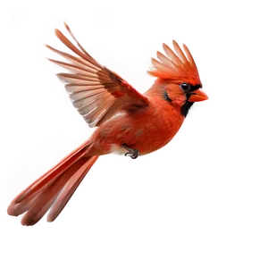 Flying Red Cardinal Bird PNG 1 PNG