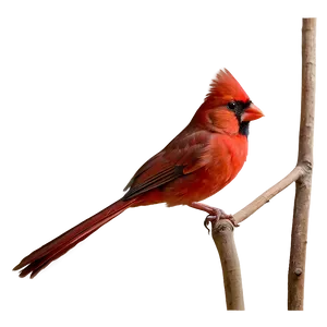 Flying Red Cardinal Bird PNG Qgf14 PNG