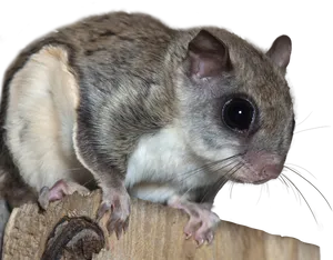 Flying Squirrel Closeup.png