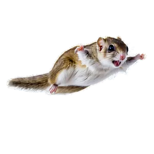Flying Squirrel D