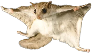 Flying Squirrel In Mid Glide