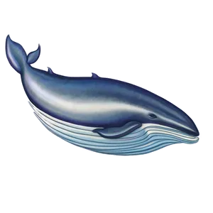 Flying Whale PNG Goe41 PNG