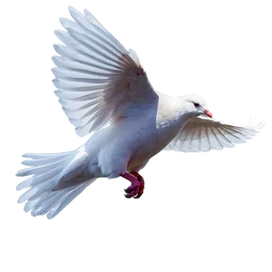 Flying White Dove Png 05042024 PNG image