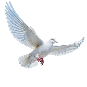 Flying White Dove PNG Vfs82