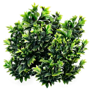 Foliage Shrubs PNG 47