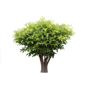 Foliage Shrubs PNG Sml