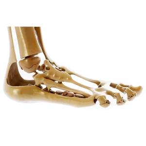 Foot Bones PNG 05242024 PNG