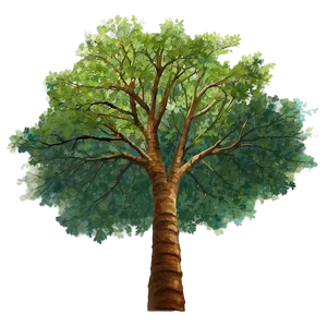 Forest Canopy From Below PNG 97 PNG