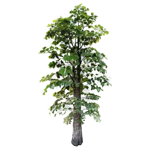 Forest Canopy From Below PNG Dab60 PNG
