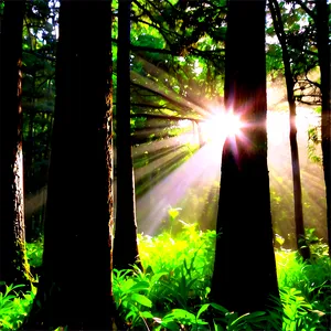 Forest Clearing Sunshine Png Jft PNG image