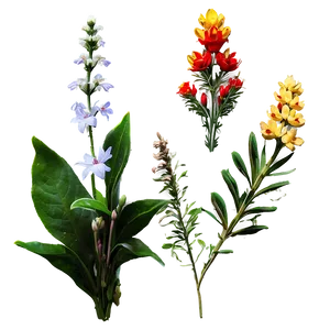 Forest Edge Wildflowers PNG Yqw
