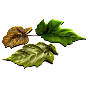 Forest Floor With Fallen Leaves Png 74 PNG image