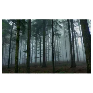 Forest Fog Transparent PNG 97