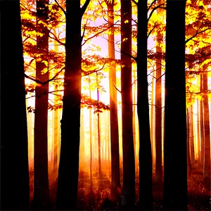 Forest Golden Hour Png Pti PNG image