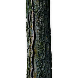 Forest Tree Trunk PNG 05242024