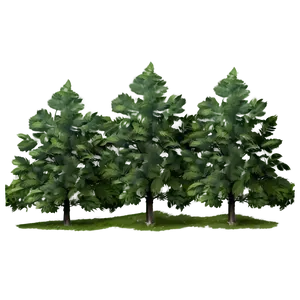 Forest Trees In Mist PNG 22 PNG