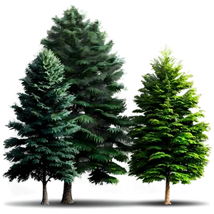 Forest Trees In Mist PNG Rdw73 PNG