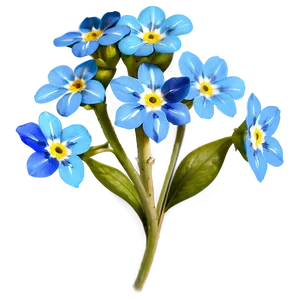 Forget-me-not Flower Drawing PNG 82
