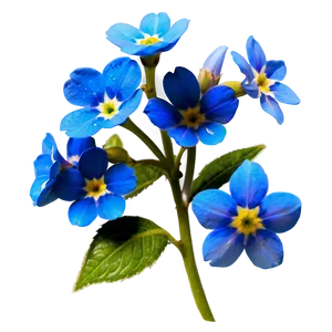 Forget-me-not Flower Drawing PNG Pue14