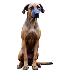 Forlorn Fido PNG 77 PNG