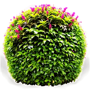 Formal Garden Shrubs PNG 49 PNG