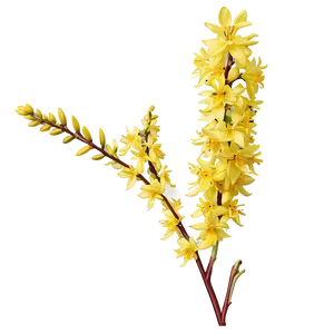 Forsythia Flower Bush PNG 37